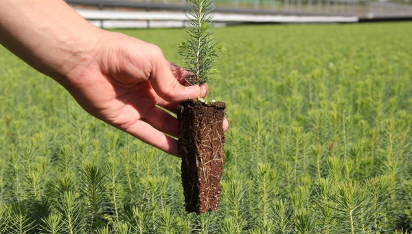 Кассета для лесовосстановления, 121 ячейка (50мл) K-121F